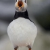 puffin_atlantic_msi_v_0484_can0297.jpg